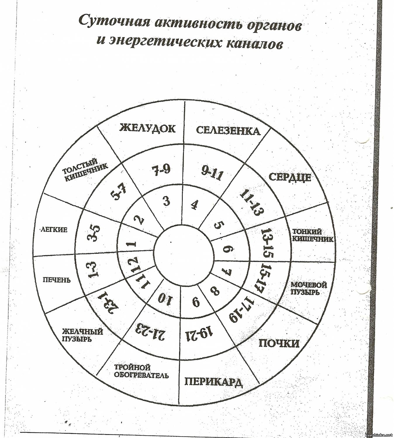 Меридианы человека по часам активности схема